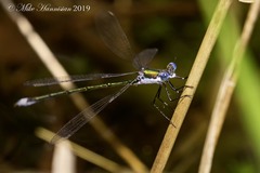 Lestes vigilax