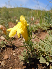 Cymbaria daurica