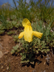 Cymbaria daurica