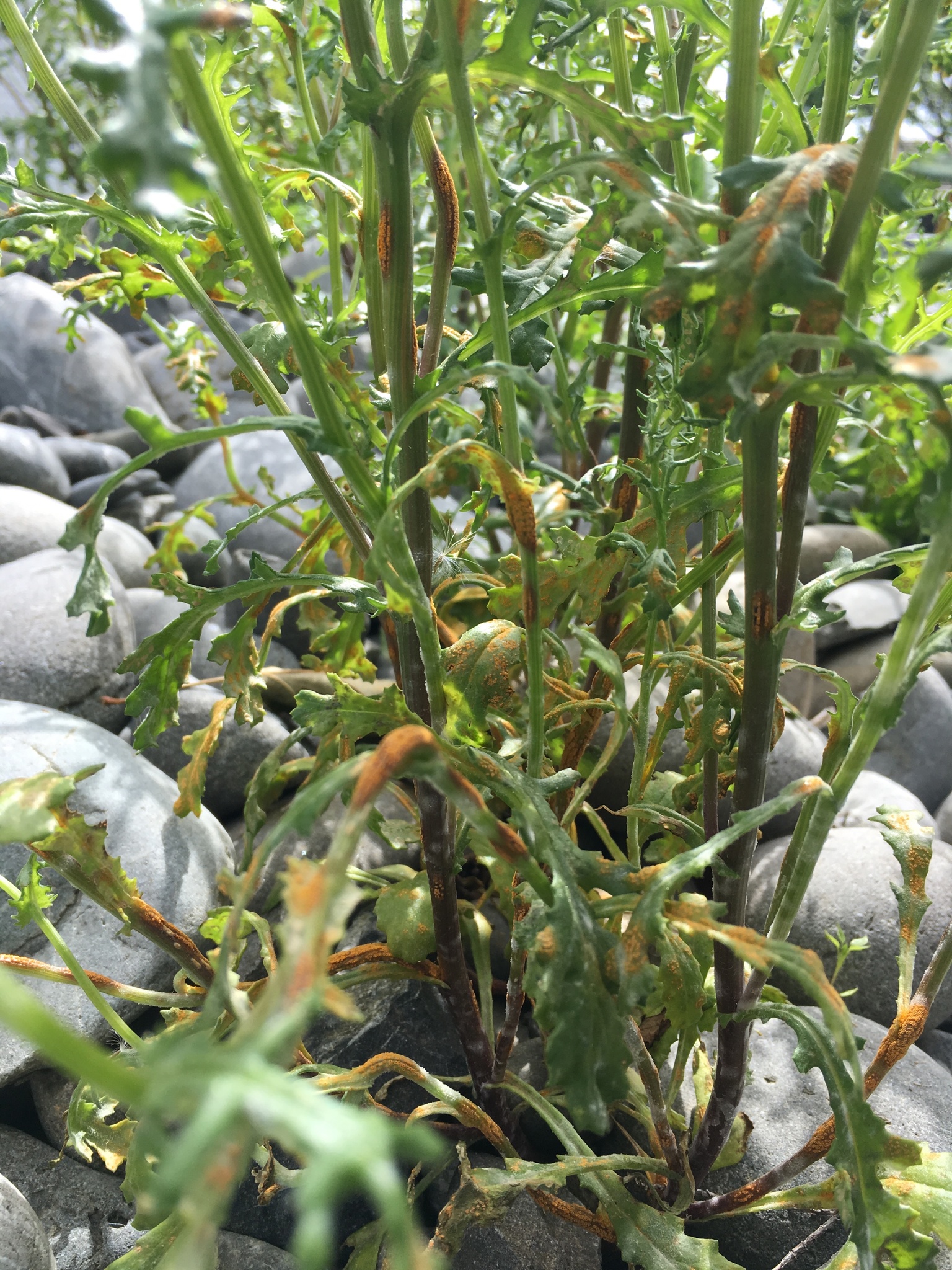 Puccinia lagenophorae image