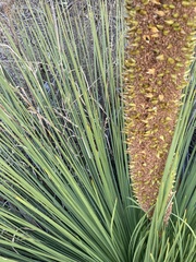 Xanthorrhoea platyphylla