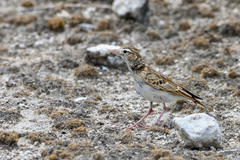Spizocorys starki