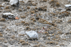 Spizocorys starki