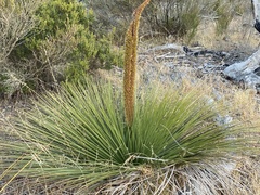 Xanthorrhoea platyphylla