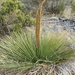 Xanthorrhoea platyphylla - Photo (c) Loxley Fedec, osa oikeuksista pidätetään (CC BY-NC), lähettänyt Loxley Fedec