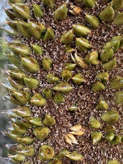 Xanthorrhoea platyphylla
