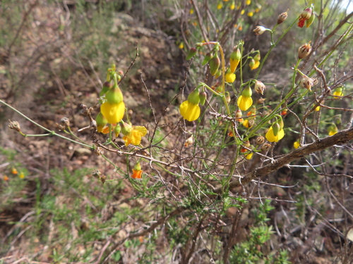 Confused Dollsrose (Hermannia confusa)
