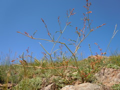 Persicaria angustifolia