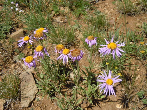 Alpine Aster