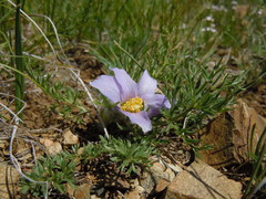 Pulsatilla bungeana