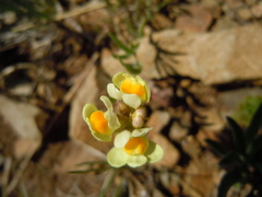 Linaria buriatica