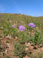 Scabiosa comosa