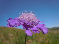 Scabiosa comosa