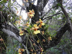 Oncidium microstigma