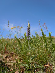 Nepeta multifida