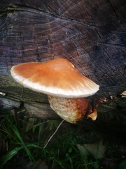 Hemipholiota