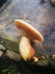 Hemipholiota