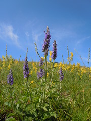 Nepeta multifida