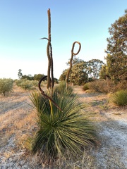 Xanthorrhoea platyphylla