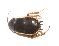 Loboptera decipiens