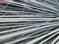 Xanthorrhoea platyphylla