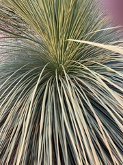 Xanthorrhoea platyphylla