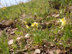 Linaria buriatica
