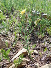 Linaria buriatica