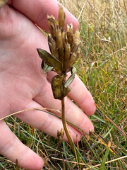 Gentianella aurea