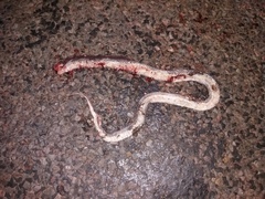 Limaformosa capensis