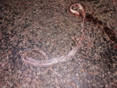 Limaformosa capensis