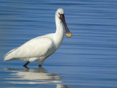 Representative image of Platalea