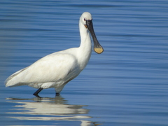 Eurasian Spoonbill photo 2