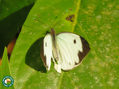 Ganyra phaloe