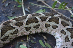 Bothrops diporus