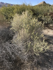 Atriplex canescens canescens
