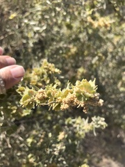 Atriplex canescens canescens