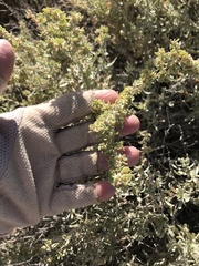 Atriplex canescens canescens