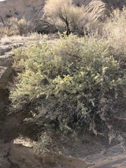 Atriplex canescens canescens