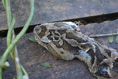 Bothrops diporus