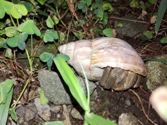 Coenobita cavipes