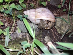 Coenobita cavipes