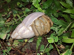 Coenobita cavipes