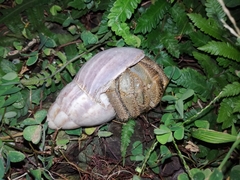 Coenobita cavipes