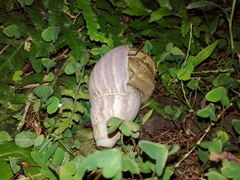 Coenobita cavipes