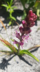 Lachenalia salteri