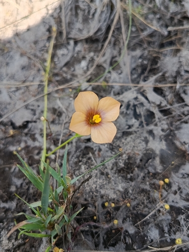 Schultesia guianensis