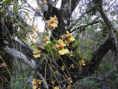 Oncidium microstigma