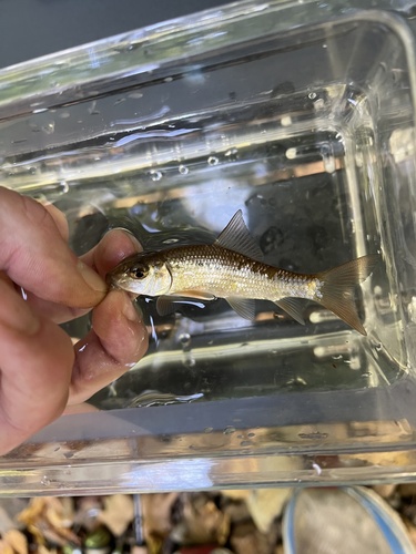 Notchlip redhorse (Moxostoma collapsum) — Catostomidae — 4