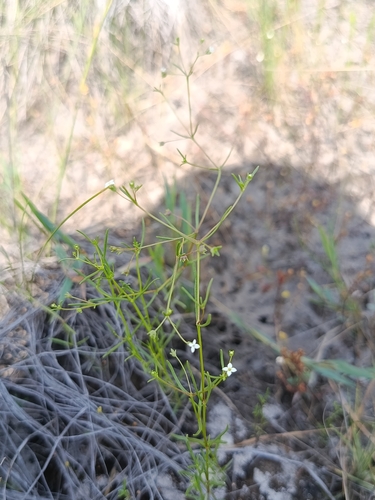 Oldenlandia tenuis
